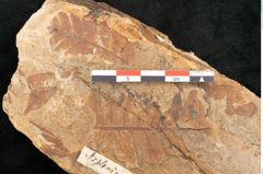 Foto (Detailansicht) von Asplenium hochstetteri Unger (NHMW-GEO-2024-0188-10334)